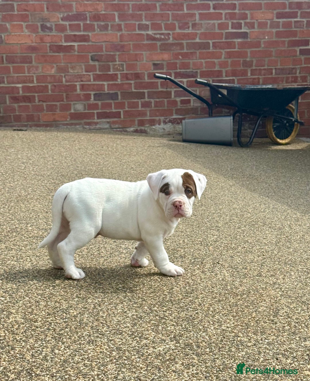 Olde English Bulldogge dogs for sale: Olde English Bulldogge Puppy Ready To Go - Image 4
