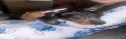 Miniature Dachshund dogs for sale: miniture dashaund in Stoke-on-Trent - Advert 2