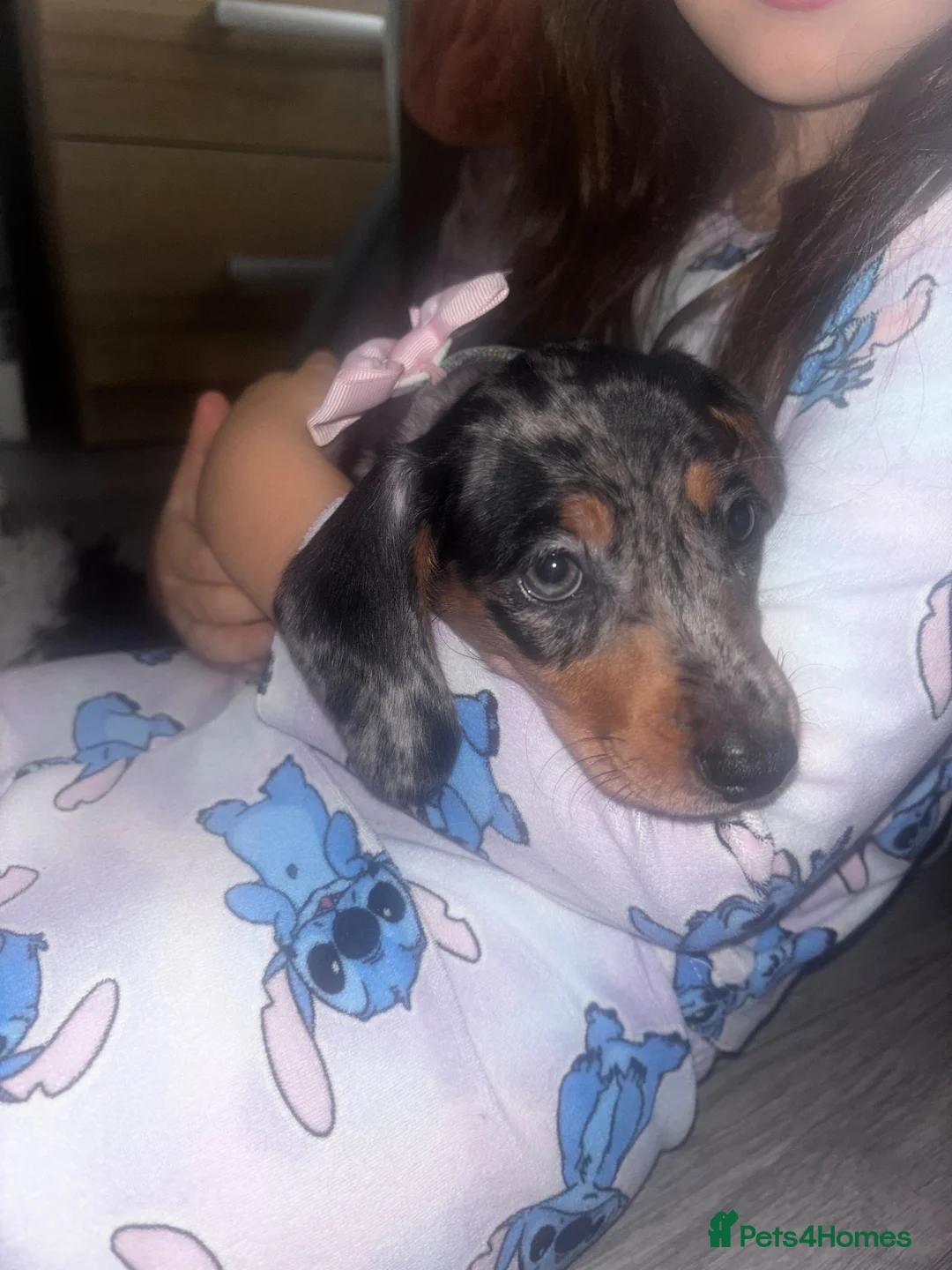 Miniature Dachshund dogs for sale: miniture dashaund in Stoke-on-Trent - Advert 2