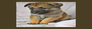 Puppy 7