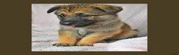 Mixed Breed dogs for sale: 8 beautiful healthy  puppies ,  German shepherd  - Advert 9