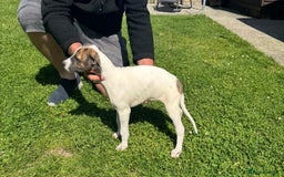 Lurcher dogs for sale: 2x Beautiful lurcher pups - Image 9