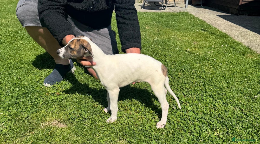 Lurcher dogs for sale: 2x Beautiful lurcher pups - Image 9
