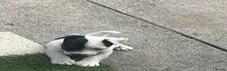 Jack Russell dogs for sale: 2 Jack Russell pups - Advert 7