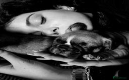 French Bulldog dogs for sale: REDUCED Adorable French Bulldog Puppies  - Image 17