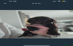 Cocker Spaniel dogs for sale: Cocker Spaniel Puppies🐕🐕 READY 30TH NOVEMBER 💙 - Advert 29