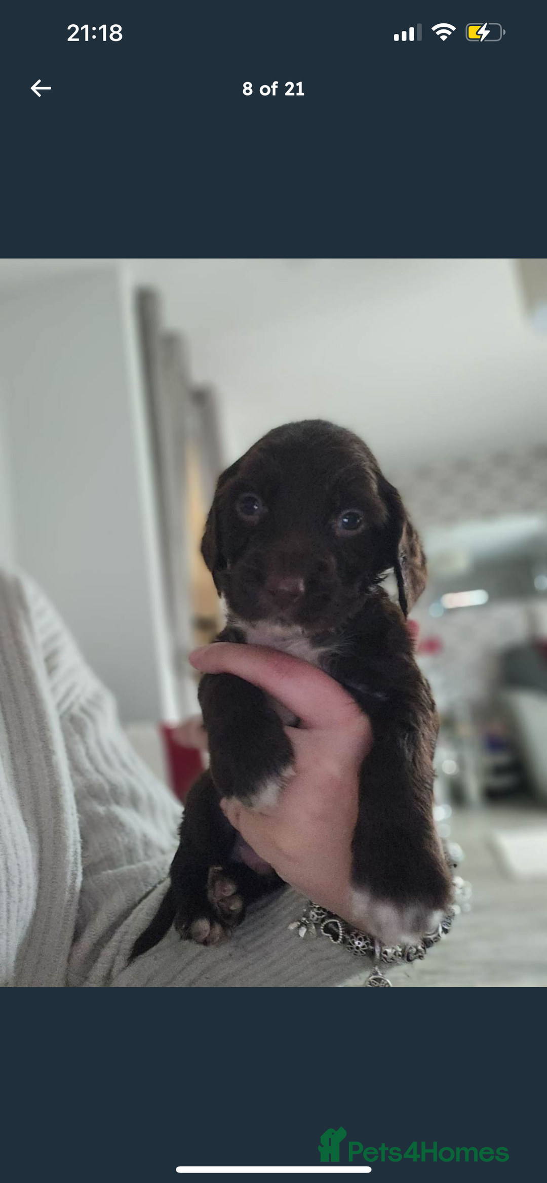 Cocker Spaniel dogs for sale: Cocker Spaniel Puppies🐕🐕 READY 30TH NOVEMBER 💙 - Advert 29