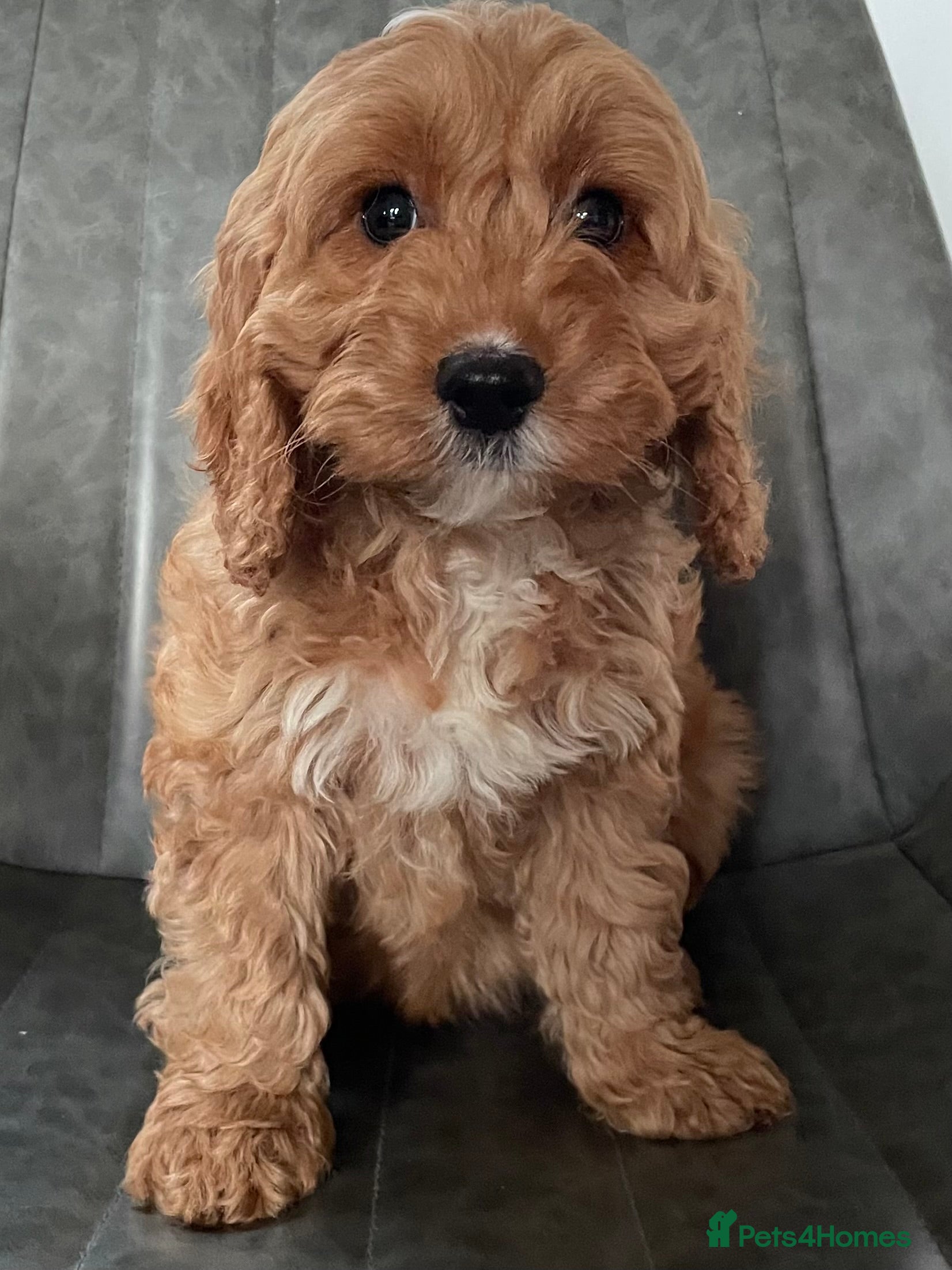 Cockapoo dogs F1 MINIATURE COCKAPOO PUPPIES DNA HEALTH TESTED  - Advert 9