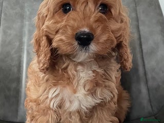 Cockapoo dogs F1 MINIATURE COCKAPOO PUPPIES DNA HEALTH TESTED - Advert 16