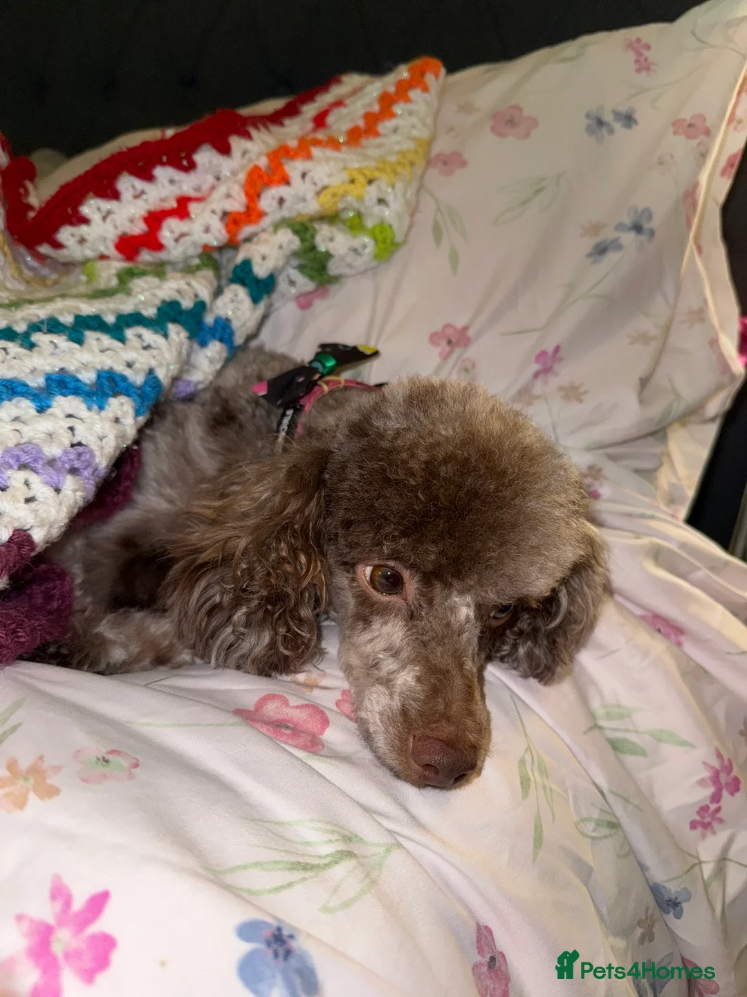 Toy Poodle dogs for sale: Chocolate phantom Merle toy poodle girl - Advert 5