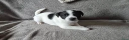 Patterjack dogs for sale: Patterjack puppies  - Advert 10