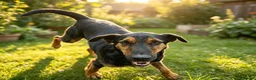 Mixed Breed dogs for adoption: CRISTI - A Lovely Survivor for a Loving Home in Nottingham - Advert 6