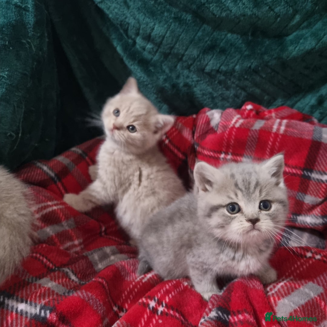 British Shorthair cats for sale: Blue & stripy, boys & girls ava British shorthairs in Eastbourne - Image 29