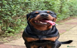 Rottweiler dogs for sale: 2yr old male Rottweiler  - Image 2