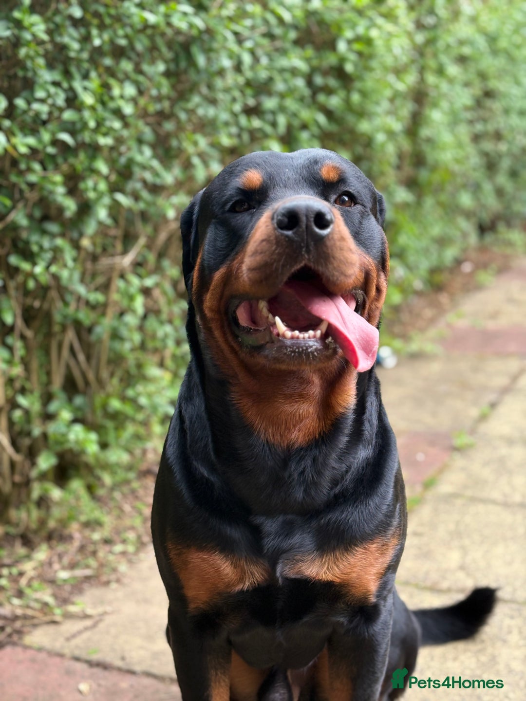 Rottweiler dogs for sale: 2yr old male Rottweiler  - Image 2