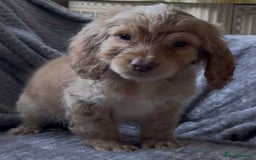 Cocker Spaniel dogs for sale: Cocker spaniel puppys  - Image 4