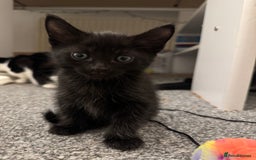 British Shorthair cats for sale: Kittens for sale  - Image 10