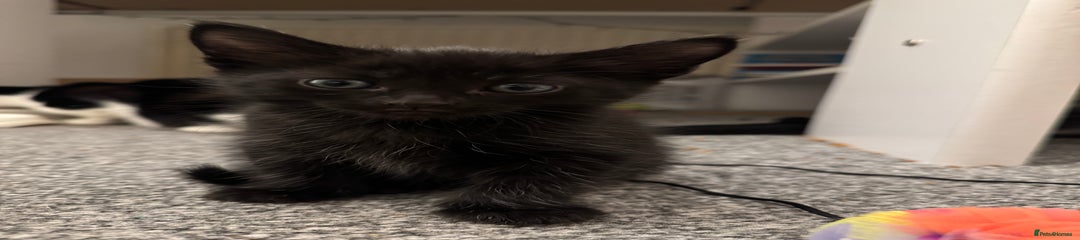 British Shorthair Kitten 3