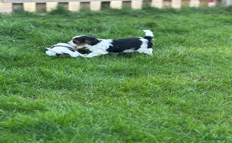 Biewer Terrier dogs - Advert 2
