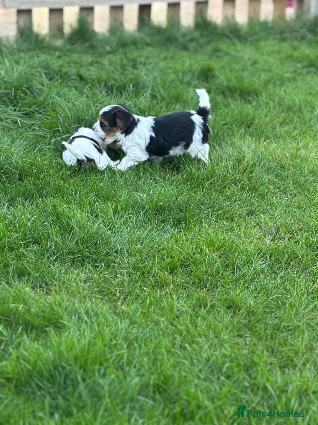 Biewer Terrier dogs for sale: Just one gorgeous boy and girl available  - Image 2