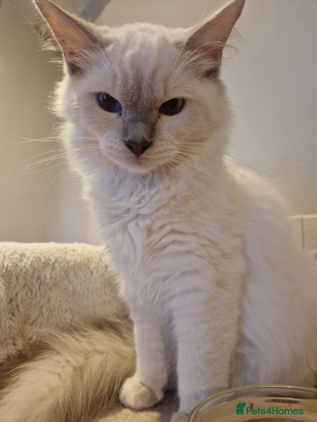 Ragdoll cats for sale: Gorgeous GCCF Ragdoll kittens READY NOW!!! - Image 2