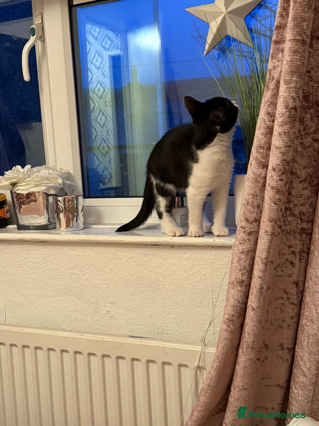 Mixed Breed cats for sale: Kittens  - Advert 2