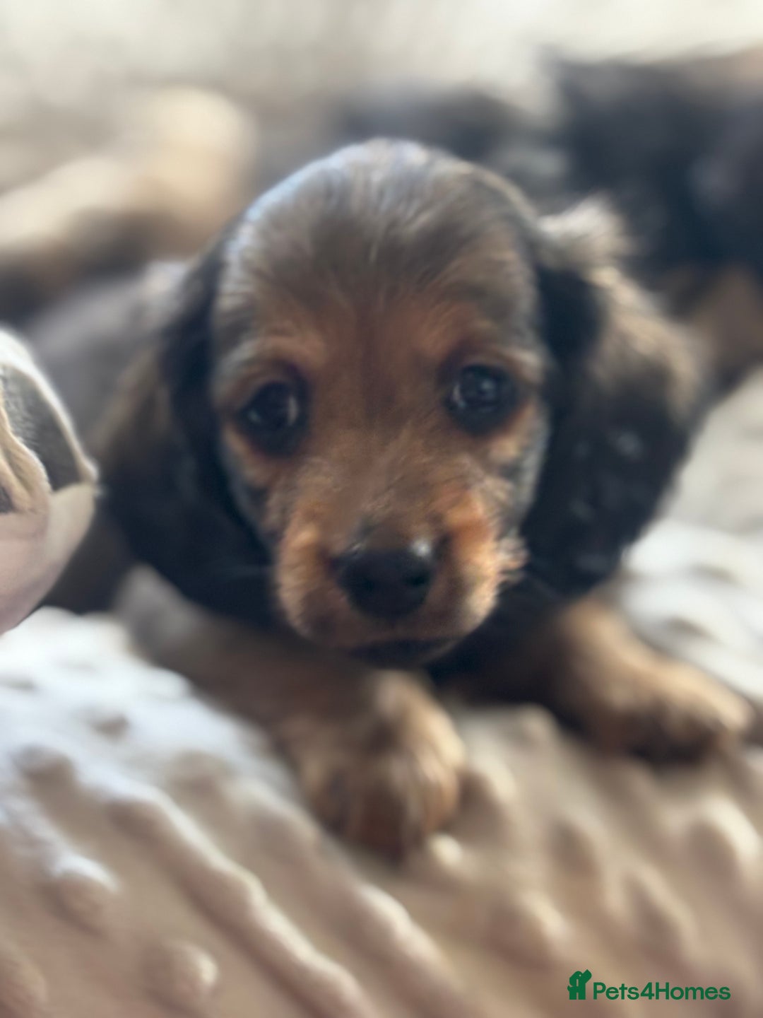 Miniature Dachshund dogs for sale: Miniature longhair dachshunds health test parents  - Image 11
