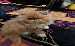 Persian cats for sale: Beautiful red/white pedigree Persian male kitten - Image 10