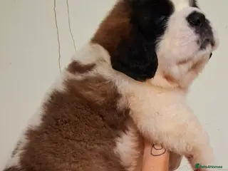 Saint Bernard dogs Stunning Saint Bernard Puppies - Advert 15