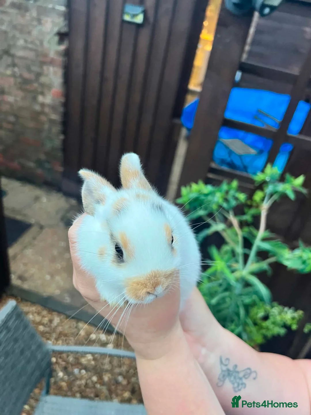Mixed Breed rabbits for sale: 2 Baby Rabbits - Advert 2