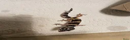 Leopard Gecko reptiles for sale: Leopard geckos available  - Advert 18
