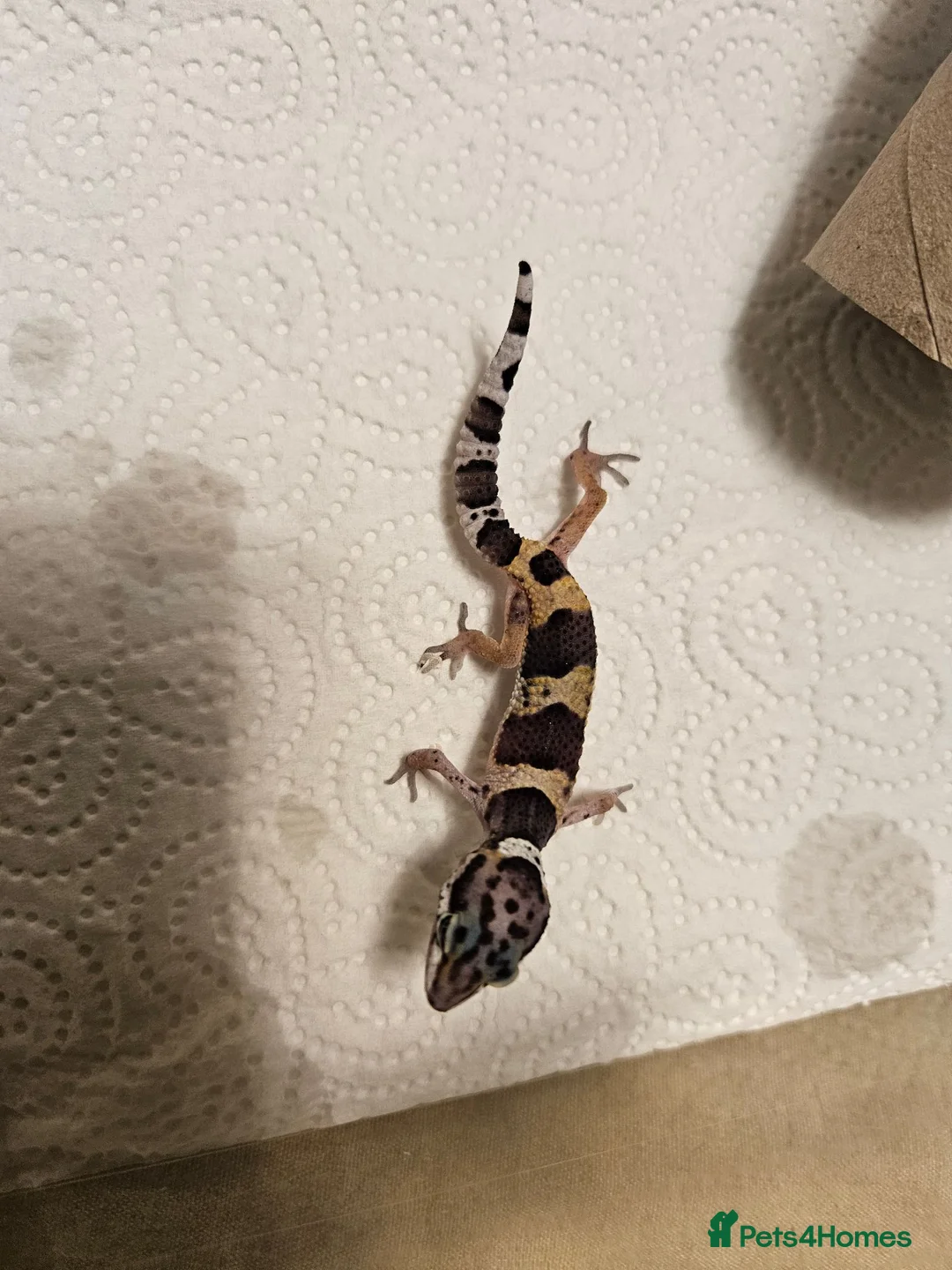 Leopard Gecko reptiles for sale: Leopard geckos available  - Advert 18