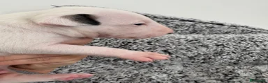 Bull Terrier Puppy 8