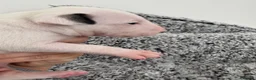 Bull Terrier dogs for sale: Top quality bull terrier puppies  - Advert 2