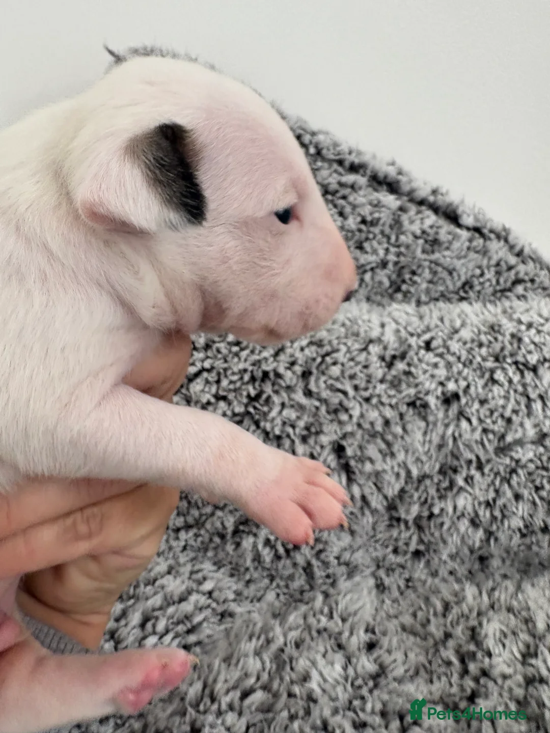 Bull Terrier dogs for sale: Top quality bull terrier puppies  - Advert 2