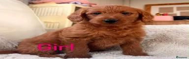 Labradoodle 4