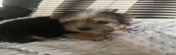Morkie dogs for sale: Gorgeous Morkie puppies  - Advert 8