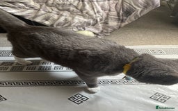 Mixed Breed cats for sale: Beautiful Russian Blue Cross  Male in Sheffield - Image 5