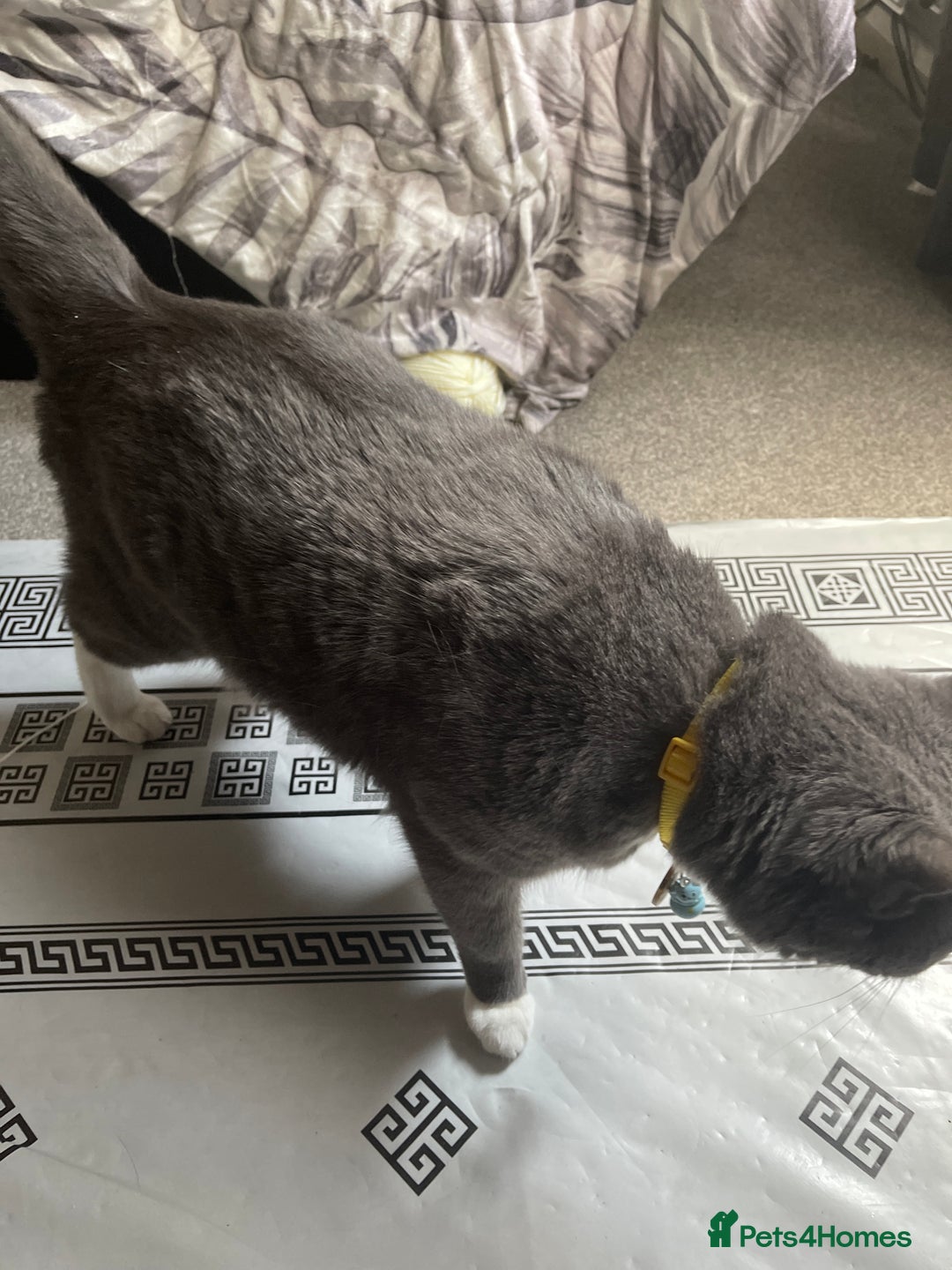 Mixed Breed cats for sale: Beautiful Russian Blue Cross  Male in Sheffield - Image 5