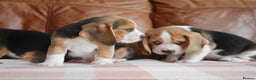 Beagle dogs for sale: Quality Health Tested Beagle Puppies - Advert 6