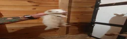 Ferret rodents for sale: Albino Kits for sale - Advert 7