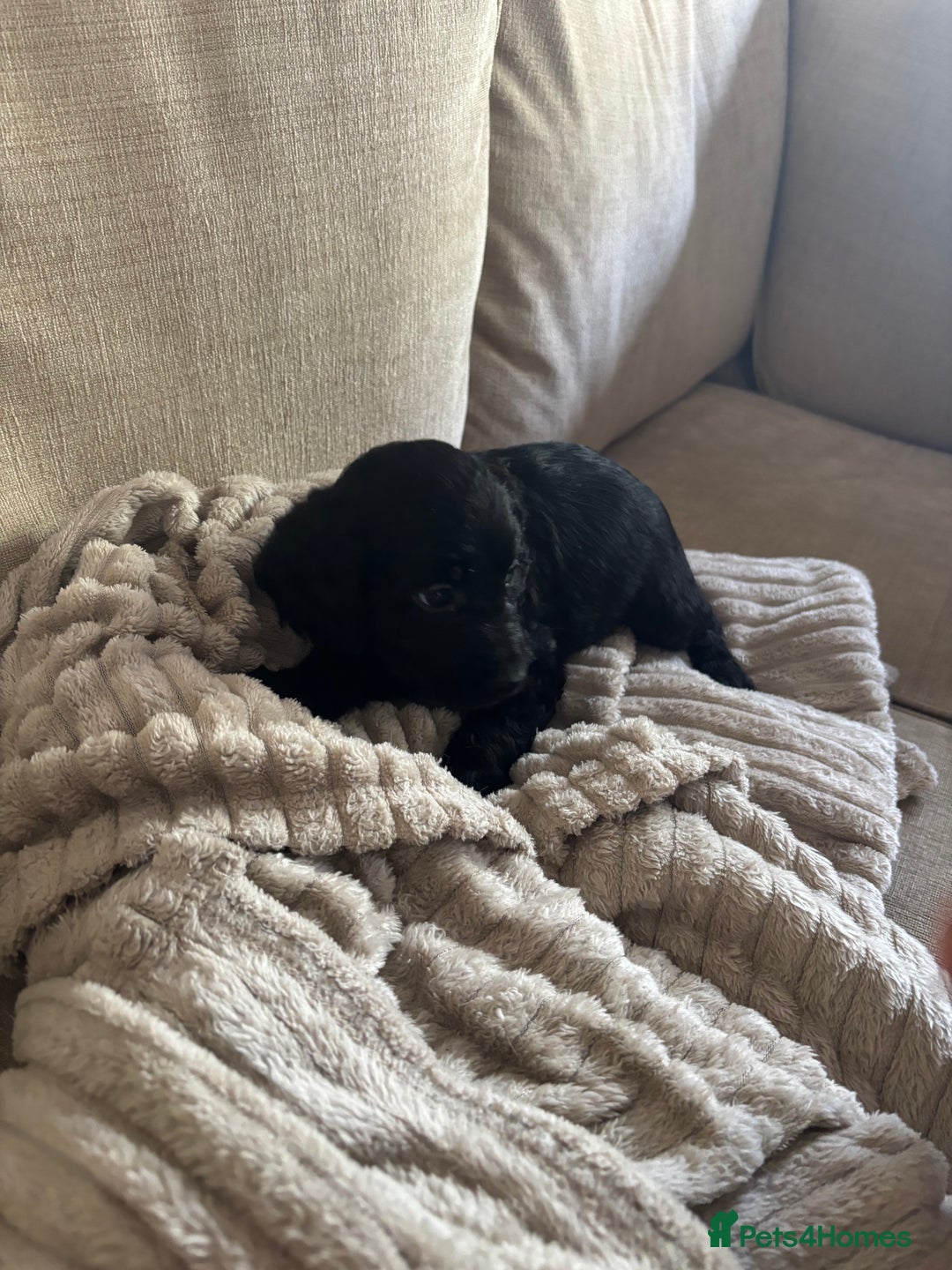 Goldendoodle dogs for sale: 12 Stunning Goldendoodles - Image 30