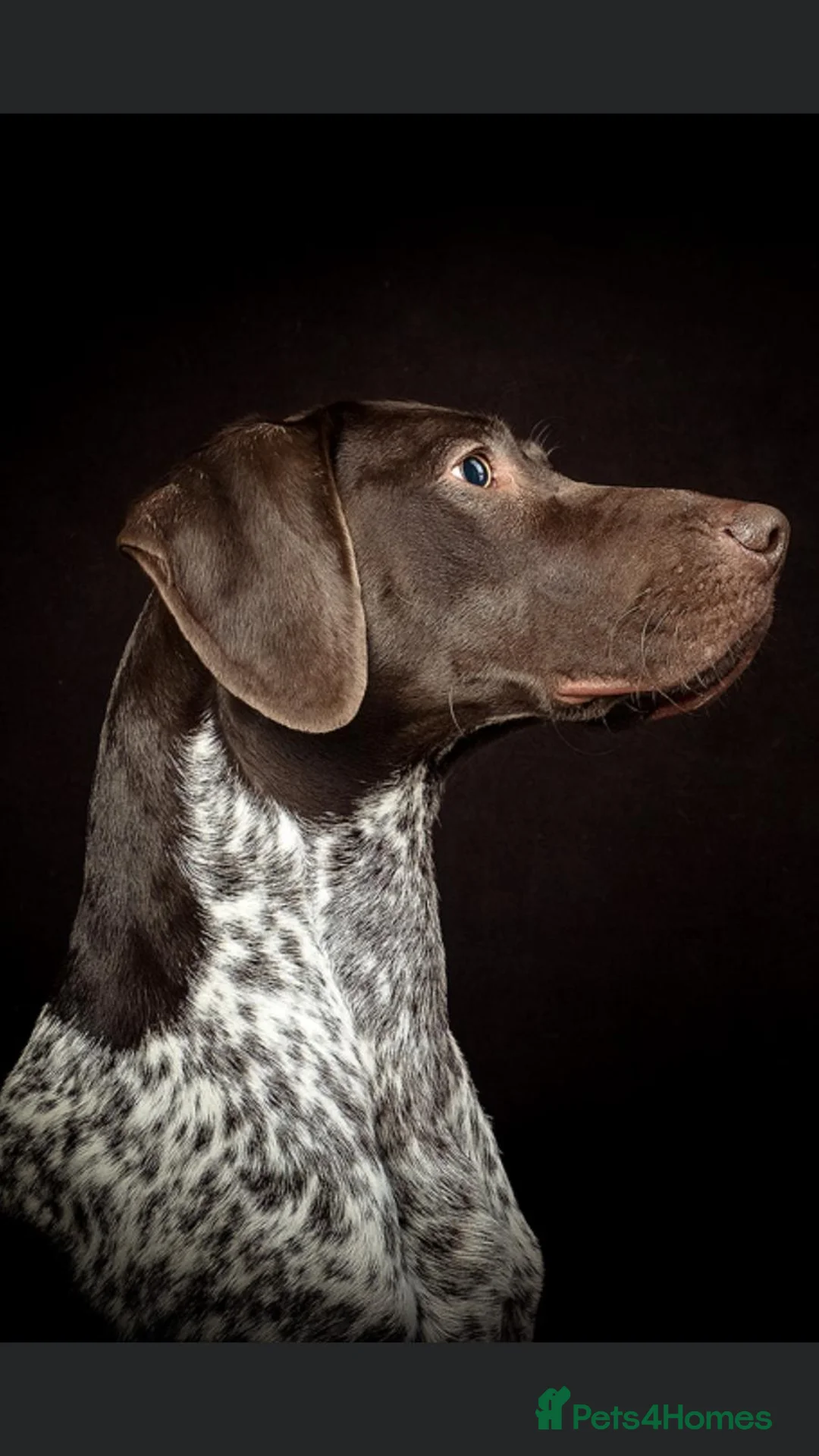 German Shorthaired Pointer dogs for stud: Proven German Shorthaired Pointer - Arthur in Gloucester - Advert 7