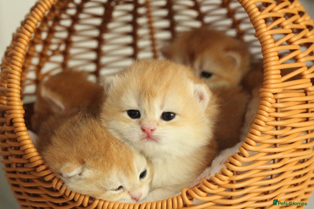 British Shorthair cats for sale: Gorgeous BSH Golden Chinchilla ny12 - Advert 21