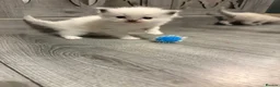 Ragdoll cats for sale: Male ragdoll kitten  - Advert 3