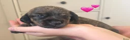 Miniature Dachshund dogs for sale: Mini Dax puppies 1 boy & 1 girl remaining in Billingshurst - Advert 7