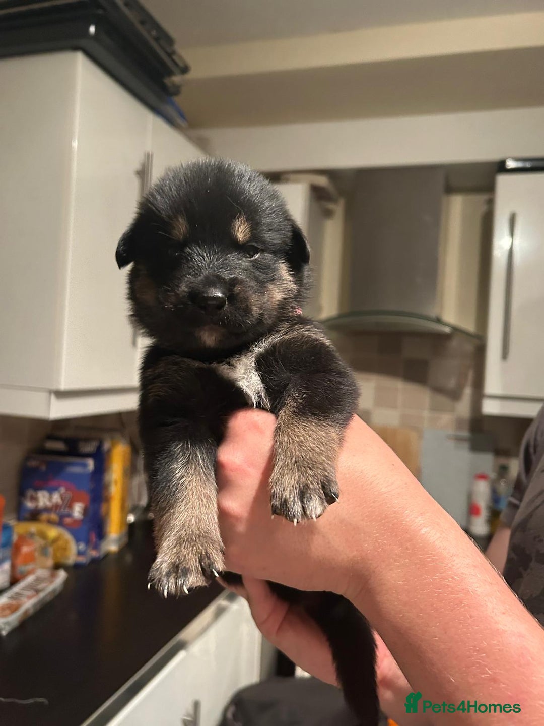Mixed Breed dogs for sale: 10 Beautiful Rottsky Puppies  - Image 4