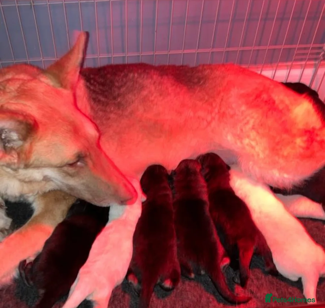 German Shepherd dogs for sale: Shawhead Shepherds  - Advert 7