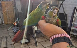 Conures birds for sale: Crimson bellied conure, handrear,silly tame - Image 3