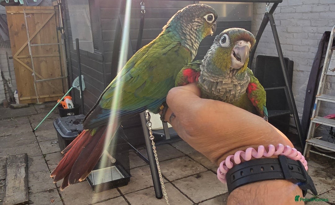 Conures birds for sale: Crimson bellied conure, handrear,silly tame - Image 3